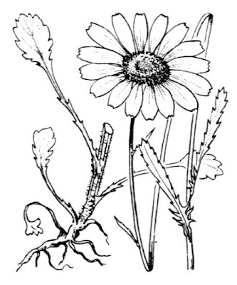 Fr�hbl&uuml;hende Margerite
