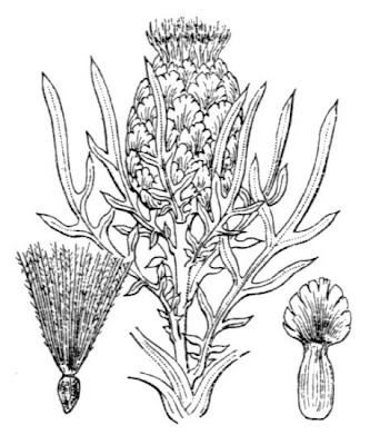Leuzea Leuzea