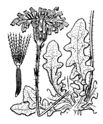 Bristly hawkbit Bristly hawkbit