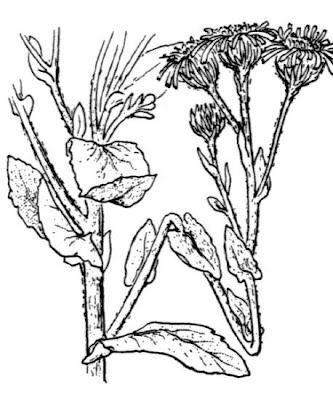 Incensaria comune