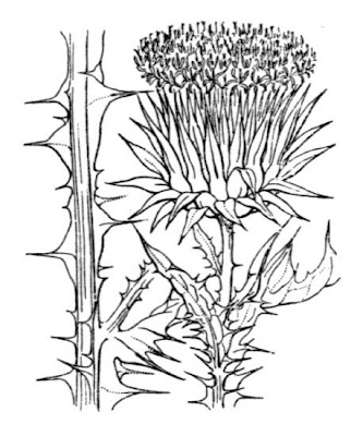 Taurus cotton thistle Taurus cotton thistle
