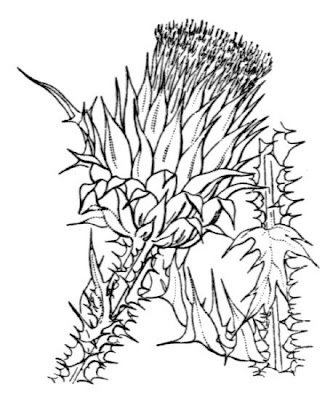 Cardo-ilírico Cardo-ilírico