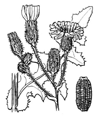 Corn sow thistle Corn sow thistle
