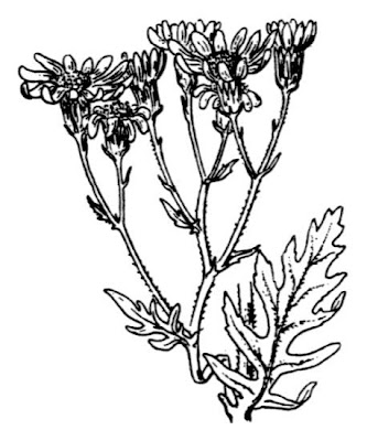 Jacobaea erucifolia,
Senecione serpeggiante