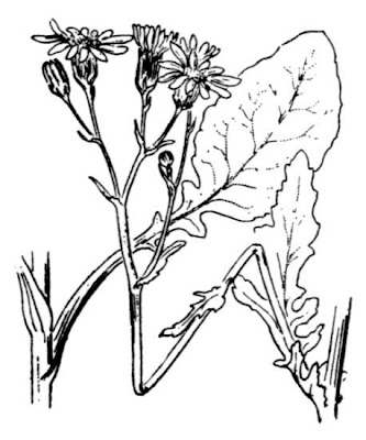 Jacobaea aquatica,
Senecione dei rivi