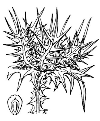 Cardo borriquero Cardo borriquero