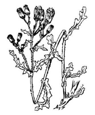 Calderina Calderina