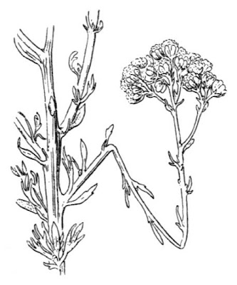 Tanacetum annuum