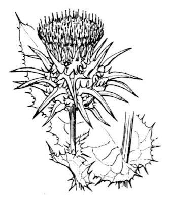 Blessed milk-thistle Blessed milk-thistle