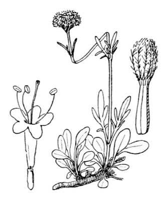 Valeriana apula