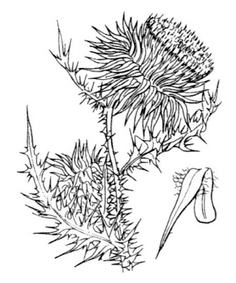 Carduus nutans L.