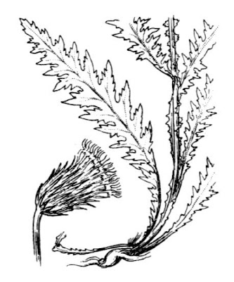 Carduus medius Gouan