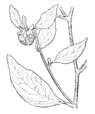 Carpesium cernuum L.