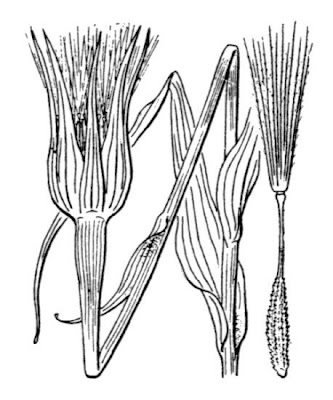 Barba di Becco a tromba