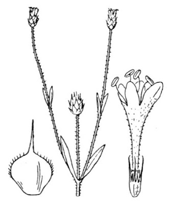 Vedovina siriana