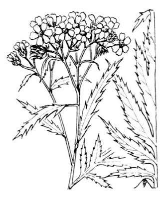 Achillea macrophylla L.