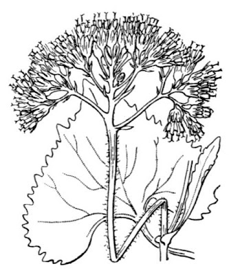 Adenostyles leucophylla (Willd.) Rchb.