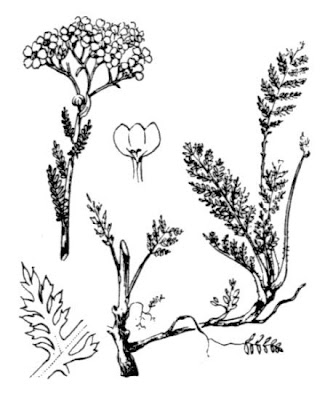 Cream Flowered Sneezewort Cream Flowered Sneezewort