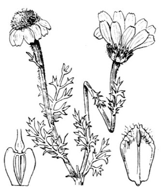 Camomilla tomentosa