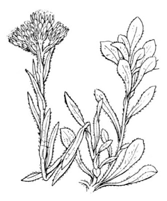 Antennaria dioica (L.) Gaertn.