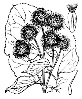 Arctium lappa L.