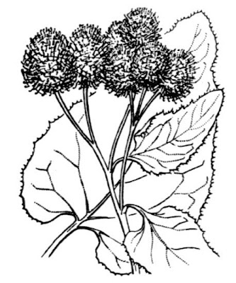 Hairy Burdock