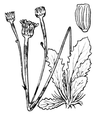 Arnoseris minima (L.) Schweigg. & K&ouml;rte