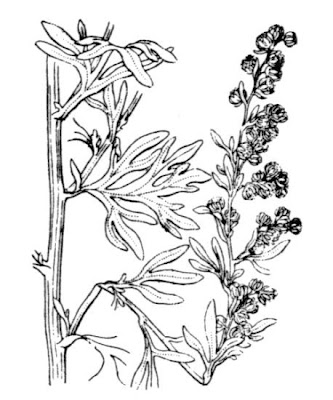 Echter Wermut