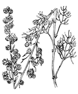 Erba regina