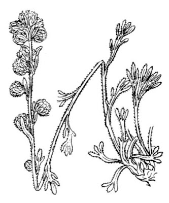 Digitate Leaved Wormwood Digitate Leaved Wormwood