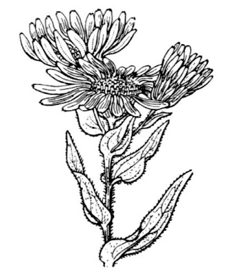 Pyrenean Aster