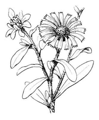 Pallenis maritima,
Asterisco marittimo