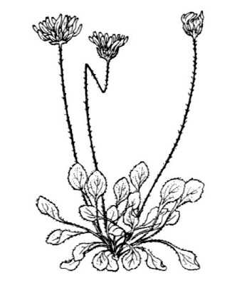 False Daisy False Daisy