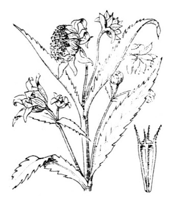 Bidens penché Bidens penché