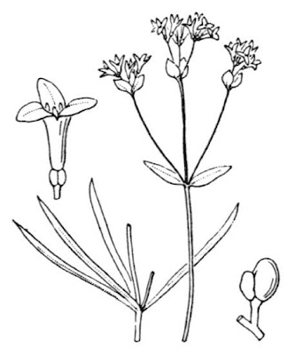 Dyer's woodruff