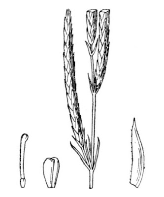 Narrowleaf crucianella