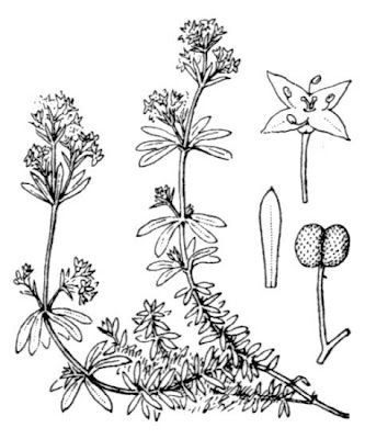 Heath bedstraw Heath bedstraw