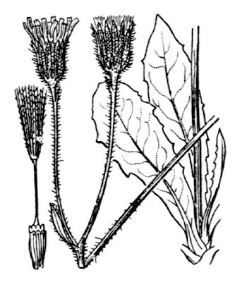 Willemetia stipitata,
Lattugaccio palustre