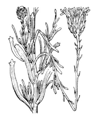 Golden Samphire