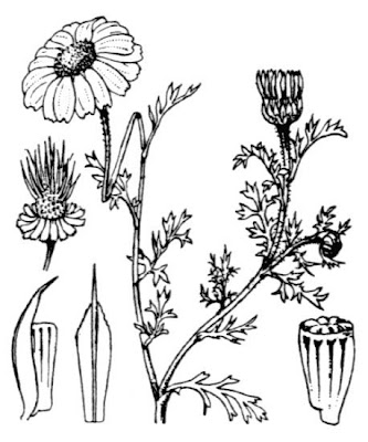 Field chamomile Field chamomile