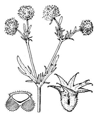 Alface-robusta Alface-robusta