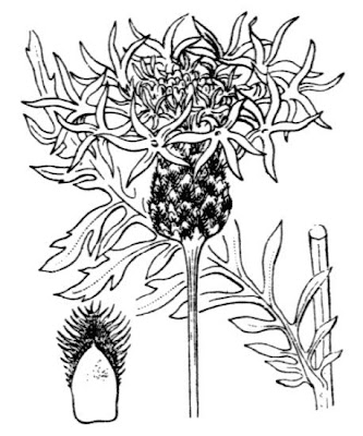 Greater knapweed Greater knapweed