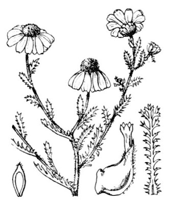 Camomilla bicolore Camomilla bicolore