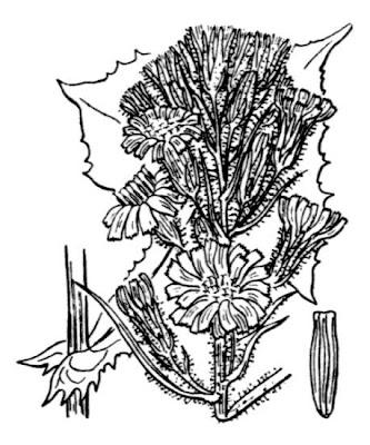 Cicerbita alpina (L.) Wallr.