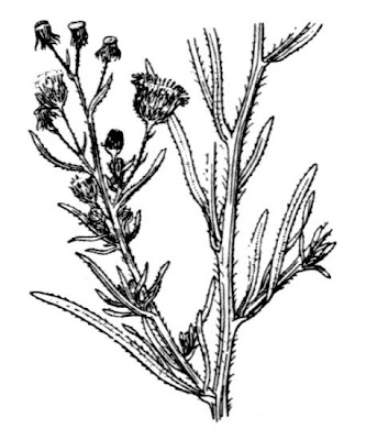 Flax-leaf fleabane