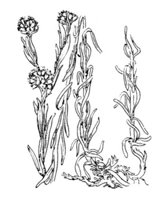 Bambagia comune