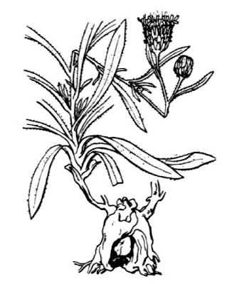 Jasonia tuberosa