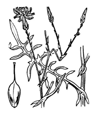 Lactuca tenerrima,
Lattuga occidentale