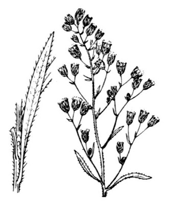 Bitter daisy Bitter daisy