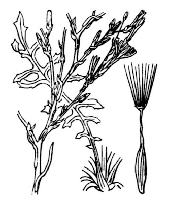 Lactuca viminea subsp. ramosissima